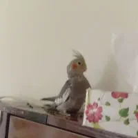 گمشده