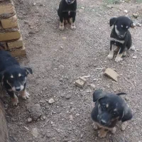 سگ ژرمن اصل