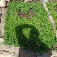 فلفل|خدمات باغبانی و درختکاری|گوآور, |دیوار