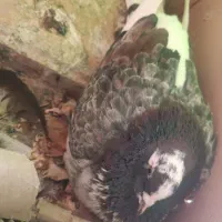 کبوتر پرشی و تزئینی|پرنده|گرمسار, |دیوار