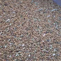 بذر یونجه|عمدهفروشی|فرمهین, |دیوار