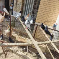 کبوتر رنگی|پرنده|اهواز, شهرک حفاری|دیوار