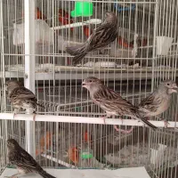 قناری نگرو موزایکی قرمز اورجینال|پرنده|اصفهان, زوان|دیوار