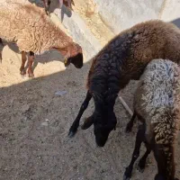 فروش گوسفند|حیوانات مزرعه|تهران, شارق|دیوار