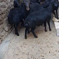 گوسفند آفشار