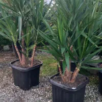 یوکا باکس ۶۰چندشاخه گلدون گرد سایز۵۶و۴۰باکس۴۵