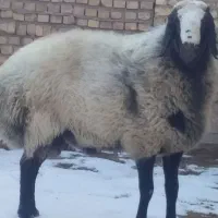 خاص پسند جنس درجه یک