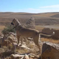 سگ سرابی ماده|سگ|زنجان, |دیوار