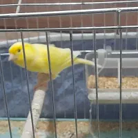 ۲تا قناری نر۲تاماده