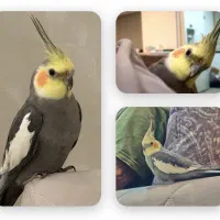 عروس هلندی نر گم‌شده