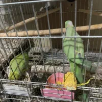 ۷جفت مولد طوطی ملنگو سبز