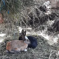 دوجفت خرگوش|موش و خرگوش|مشگین شهر, |دیوار