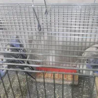 فروش مرغ عشق