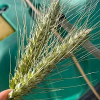 فروش بذر گندم آبی مادری و گواهی فرانسوی|عمده‌فروشی|روانسر, |دیوار