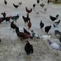 فروش مرغ و خروس