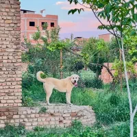 ماده پژدر اصیل|سگ|گرگان, |دیوار