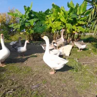 غوقاز وغاز دورگ نر موجوده|حیوانات مزرعه|چالوس, |دیوار