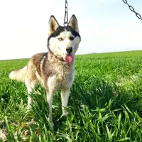 هاسکی رنگ چشم تا به تا