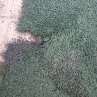 چمن مصنوعی|مصالح و تجهیزات ساختمان|مشهد, میان ولایت|دیوار