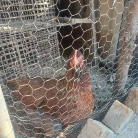 یک جفت مرغ وخروس امپراطور مرغ کرچ شو|حیوانات مزرعه|کوهسار (البرز), |دیوار