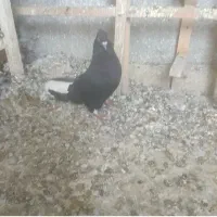 نرماده سیاه دم سفید