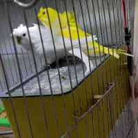 مرغ عشق پرواته ای معاوضه با فنچ نرگسی شکلاتی