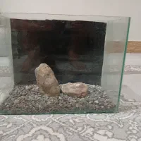 آکواریوم