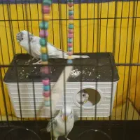 مرغ عشق باجوجه بدون قفس