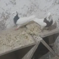 طوقی هفت رنگ وسیاه|پرنده|جوین, |دیوار