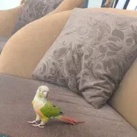 طوطی گرینچیک نر رام