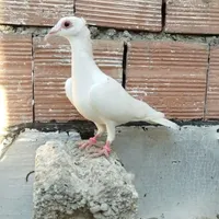 کبوتر سره ای با سفید کلاهی|پرنده|کرمان, |دیوار