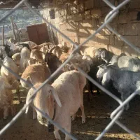 فروش ۱۲ راس میش چینی معاوضه با بز|حیوانات مزرعه|سیسخت, |دیوار