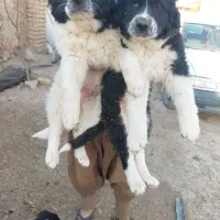 توله دوماهه