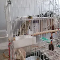 عروس هلندی سخنگو|پرنده|پردیس, فاز ۲|دیوار