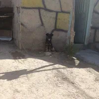 سگ پاکوتاه|سگ|شیروان (خراسان), |دیوار