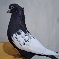 دو جفت کبوتر سینه ای وعروس هلندی