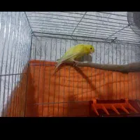 قناری نر بخون|پرنده|خرم‌آباد, |دیوار