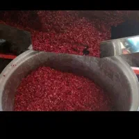 انار دون کن و آبگیری انار