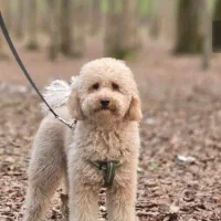 پودل استاندارد