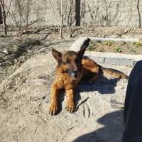 سگ ژرمن نر|سگ|اصفهان, گورت|دیوار