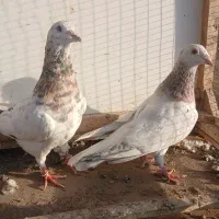 سار