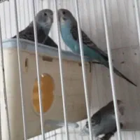 جفت کوتوله برزیلی جوجه مرغ عشق 1 کوتوله برزیلی نر|پرنده|نیشابور, فردوسی جنوبی|دیوار