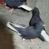 ۳ تا زاغدمسفید نر