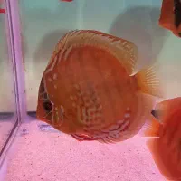 دیسکس گرید بالا|ماهی|مشهد, گاز|دیوار