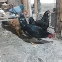 مرغ محلی اصل و کبوتر خوب