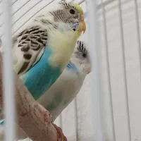 مرغ عشق معاوضه با مرغ