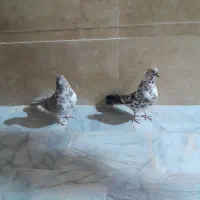 جفت نرماده نسل قدیم|پرنده|زابل, |دیوار