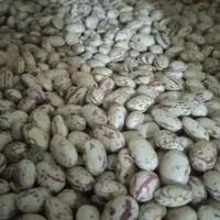 لوبیا چیتی رقم کوشا