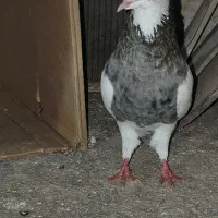 کبوتر طوقی