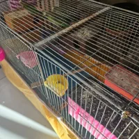 مرغ عشق مولد ۷عدد